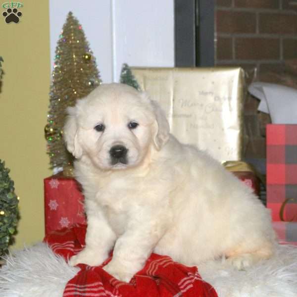 Joy, English Cream Golden Retriever Puppy