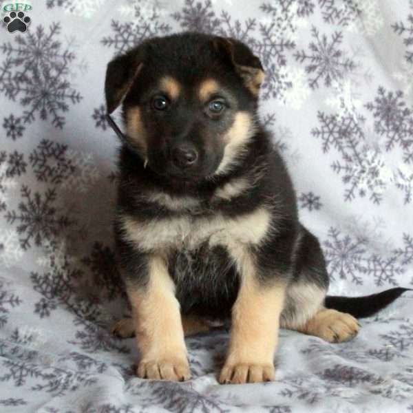 Joy, German Shepherd Puppy