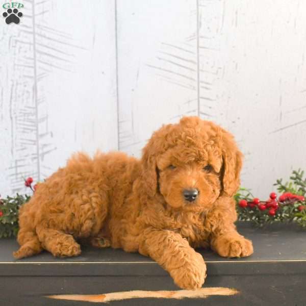 Joy, Mini Goldendoodle Puppy