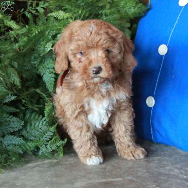 Joy, Mini Goldendoodle Puppy