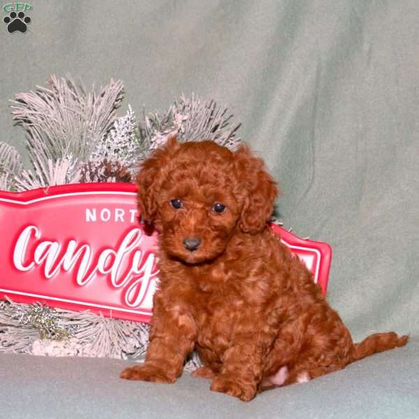 Joy, Cavapoo Puppy