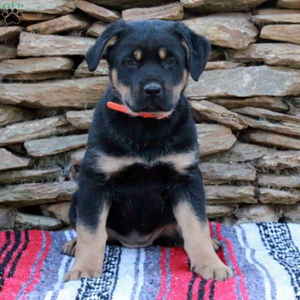 Joy, German Shepherd Mix Puppy