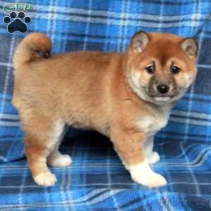 Joy, Shiba Inu Puppy