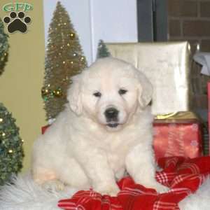 Joy, English Cream Golden Retriever Puppy