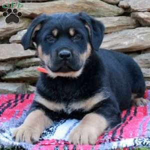 Joy, German Shepherd Mix Puppy