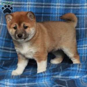 Joy, Shiba Inu Puppy