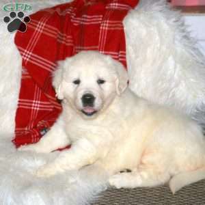 Joy, English Cream Golden Retriever Puppy