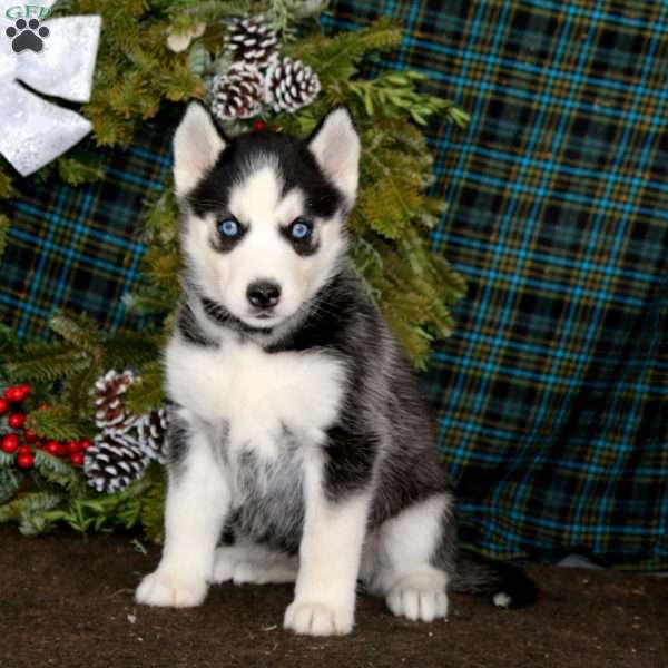 Joy, Siberian Husky Puppy