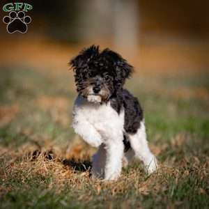 Jude, Toy Poodle Puppy