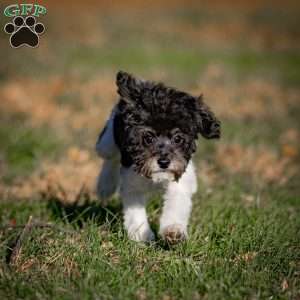 Jude, Toy Poodle Puppy