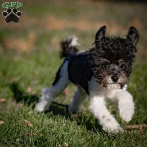 Jude, Toy Poodle Puppy