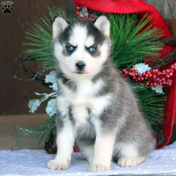 Jude, Pomsky Puppy