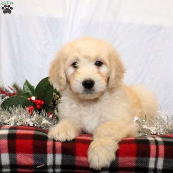 Jude, Goldendoodle Puppy