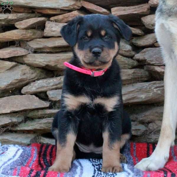 Judy, German Shepherd Mix Puppy