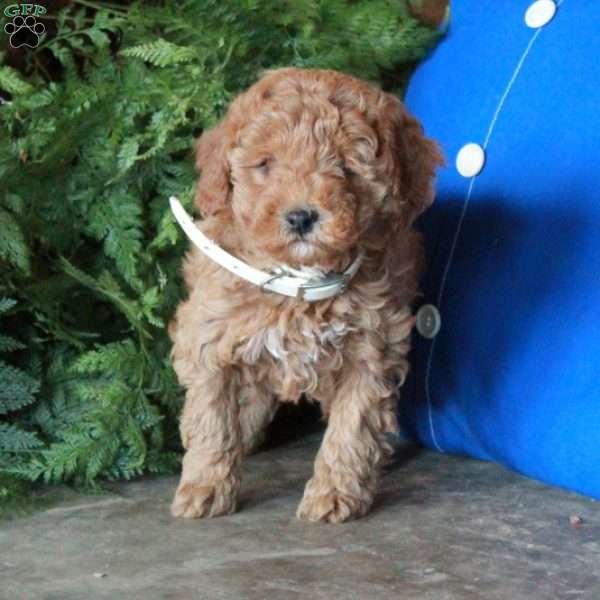 Julep, Mini Goldendoodle Puppy