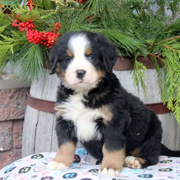 Julian, Bernese Mountain Dog Puppy