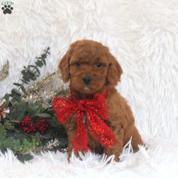 Julie, Mini Goldendoodle Puppy