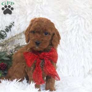 Julie, Mini Goldendoodle Puppy