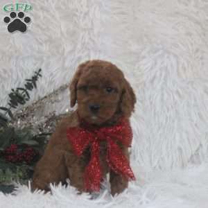 Julie, Mini Goldendoodle Puppy