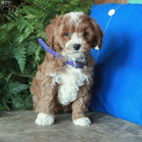 Jumper, Mini Goldendoodle Puppy