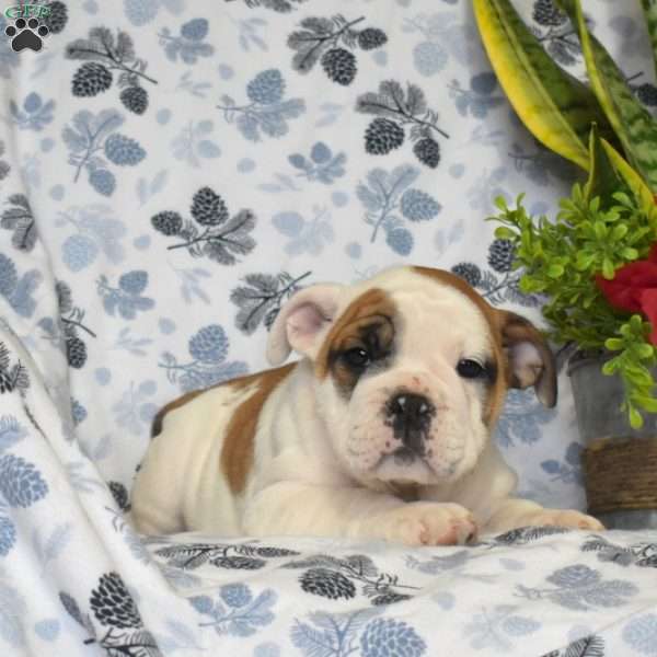 Juniper, Olde English Bulldogge Puppy