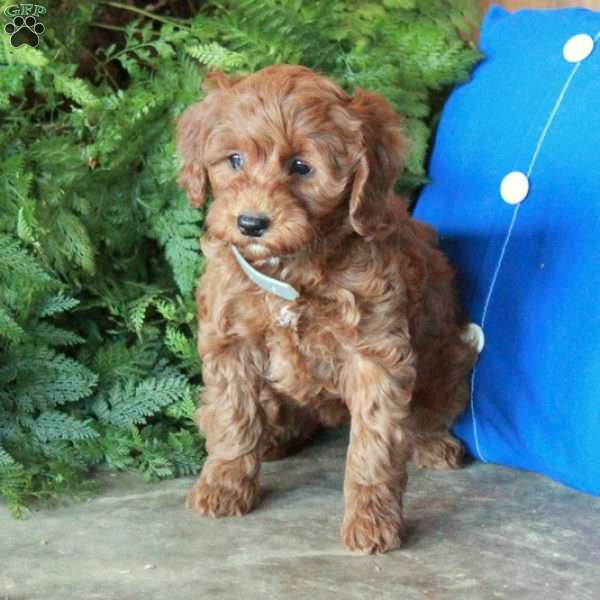 Juniper, Mini Goldendoodle Puppy