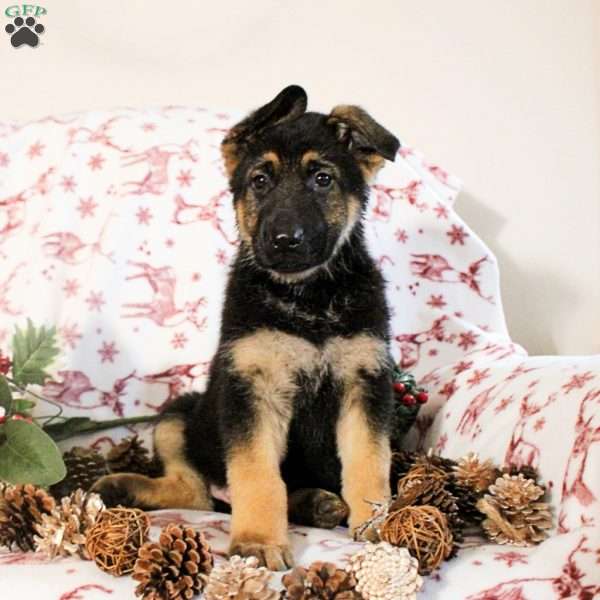 Kaden, German Shepherd Puppy