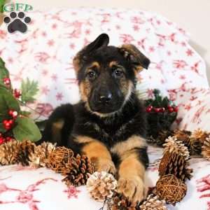 Kaden, German Shepherd Puppy