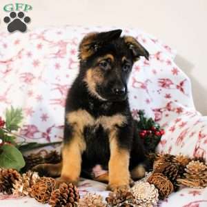 Kaden, German Shepherd Puppy