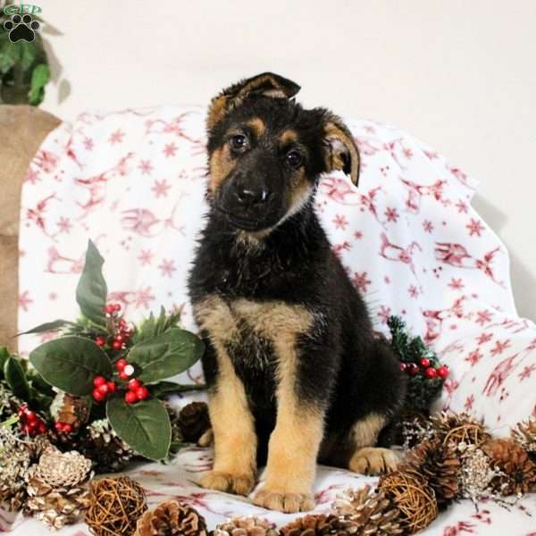 Kaitlin, German Shepherd Puppy