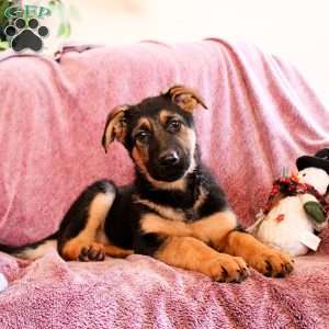 Kaitlin, German Shepherd Puppy