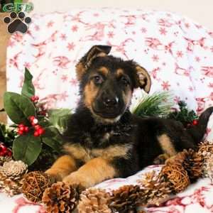 Kaitlin, German Shepherd Puppy