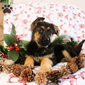 Kaitlin, German Shepherd Puppy