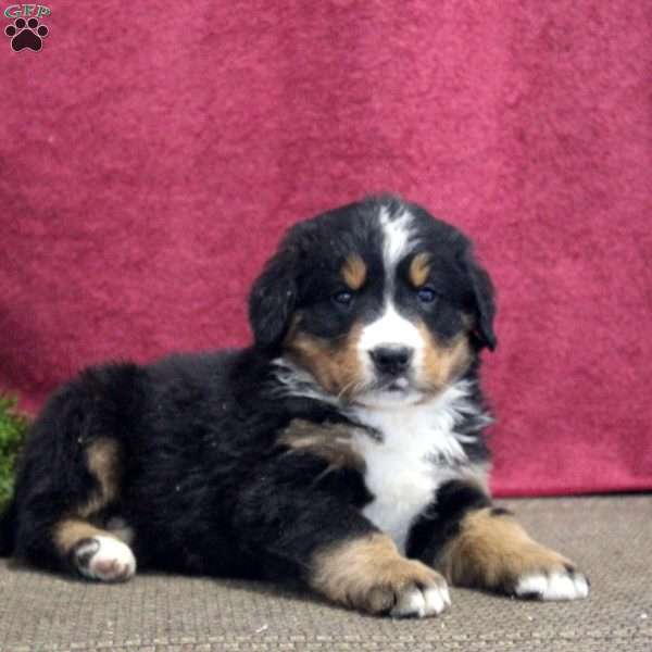 Kaleb, Bernedoodle Puppy