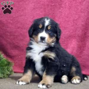 Kaleb, Bernedoodle Puppy