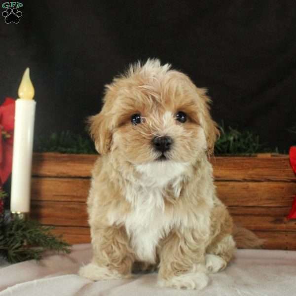 Kaleb, Maltipoo Puppy