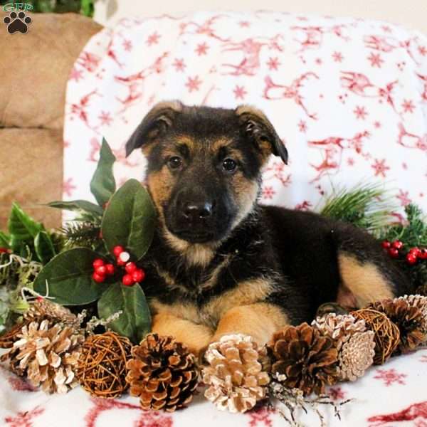 Kaleb, German Shepherd Puppy