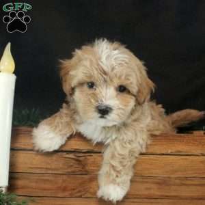 Kaleb, Maltipoo Puppy