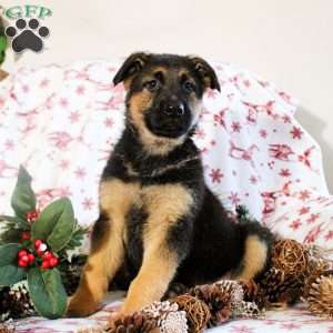 Kaleb, German Shepherd Puppy