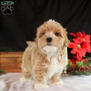 Kaleb, Maltipoo Puppy