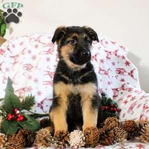 Kaleb, German Shepherd Puppy