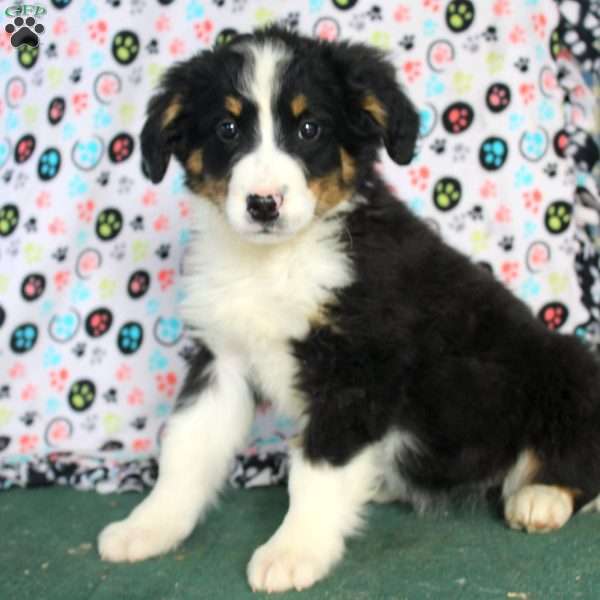 Kali, Bernedoodle Puppy