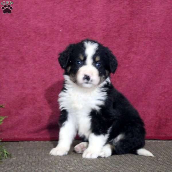 Kali, Bernedoodle Puppy