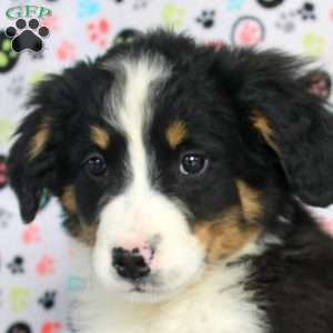 Kali, Bernedoodle Puppy