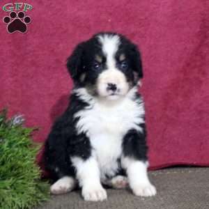 Kali, Bernedoodle Puppy