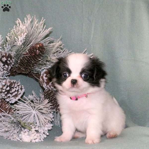 Kammy, Japanese Chin Puppy