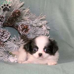 Kammy, Japanese Chin Puppy