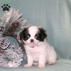 Kammy, Japanese Chin Puppy