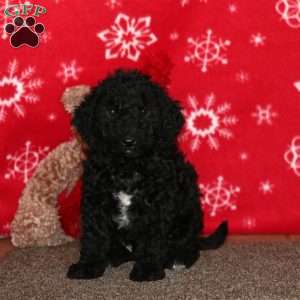 Kane, Labradoodle Puppy