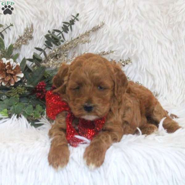 Kara, Mini Goldendoodle Puppy